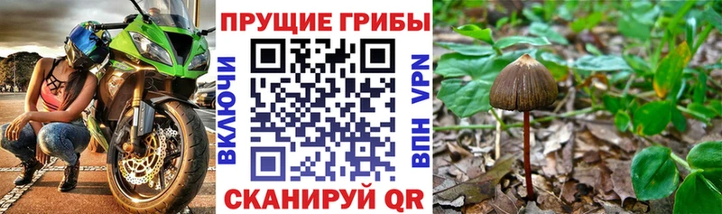 как найти наркотики  Крымск  Псилоцибиновые грибы Magic Shrooms 